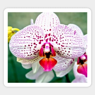 Spotted Violet and White Orchid Sticker